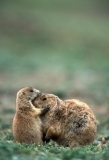 Prairie dog nuzzling pup and mother. Oklahoma.