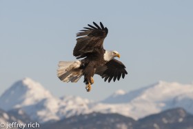 Bald Eagle flying over snowy mountains. Homer, AK.