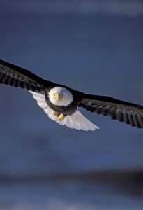 Bald Eagle in flight coming right at you Alaska