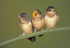 Barn Swallow fledglings on bullrush