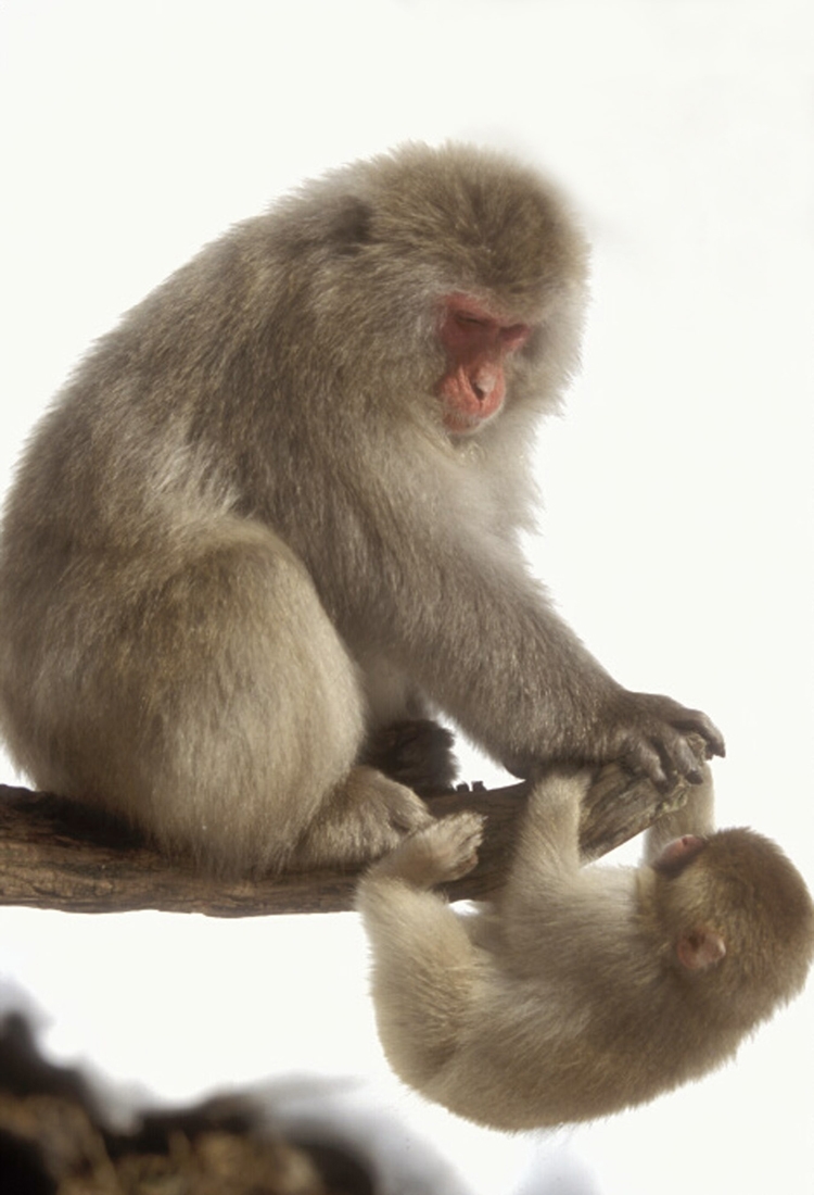snow monkey mother and young playing