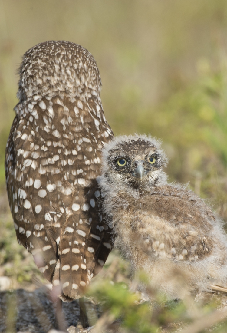Burrowing owlet. Florida.