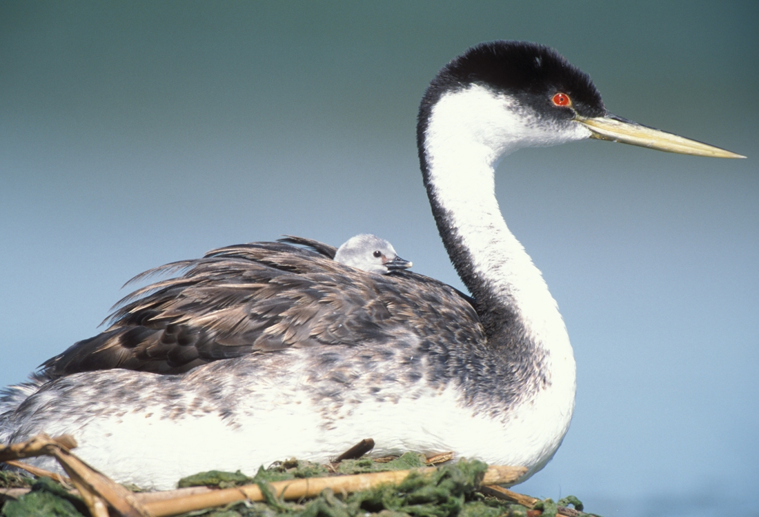 Western grebe with young on back. Lower Klamath, CA