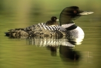 Common loon with chick on back