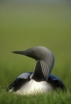 Pacific Loon on nest