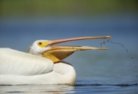 white-pelican-11713