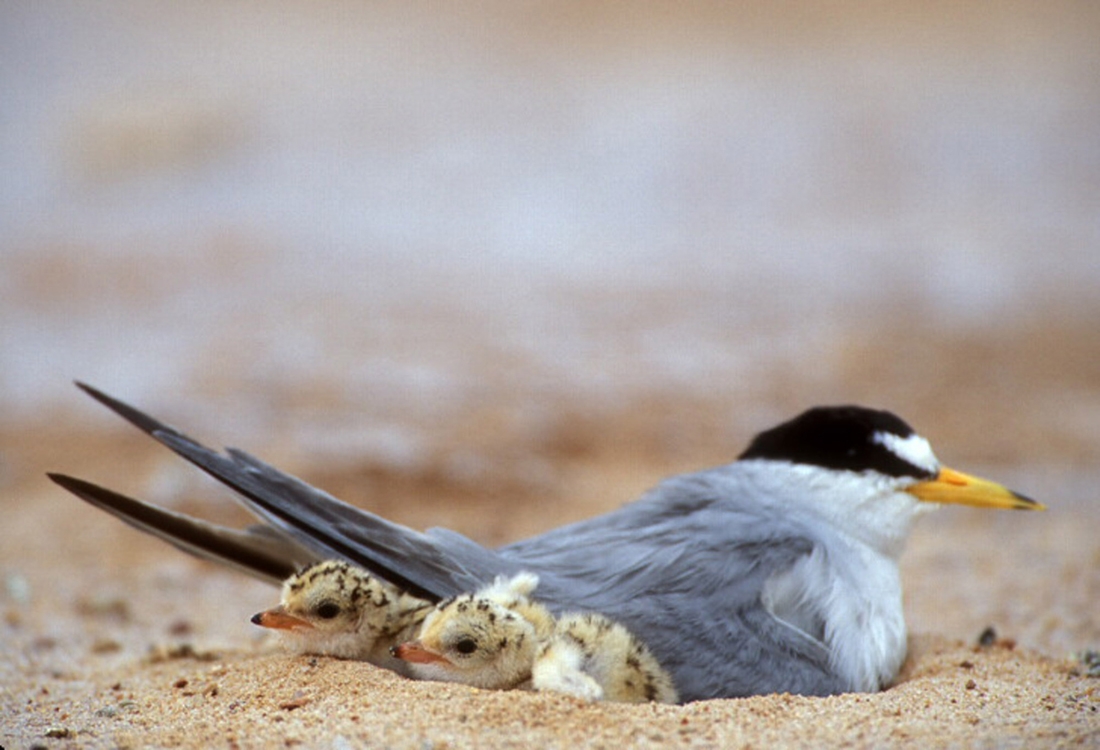 Least tern nesting with chicks