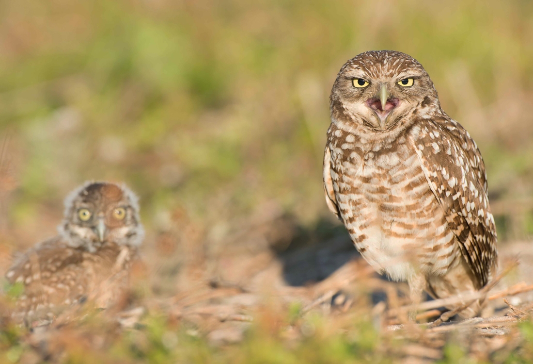 Burrowing owl and young. Florida.