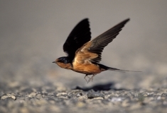 Barn Swallow taking flight