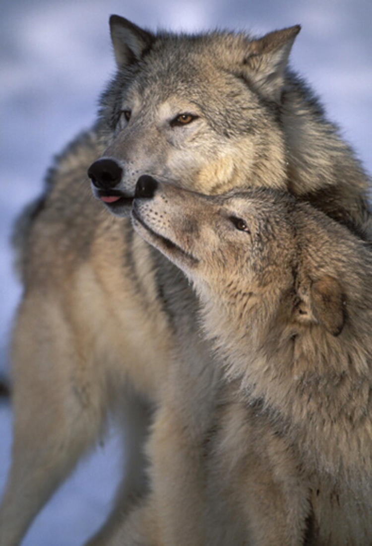 Wolf nuzzling, Montana.