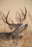 Mule deer buck portrait flaming in rut