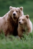 Grizzly bear with cub