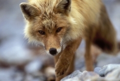 Red fox walking