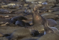 northern-elephant-seal-male-surrounded-by-females