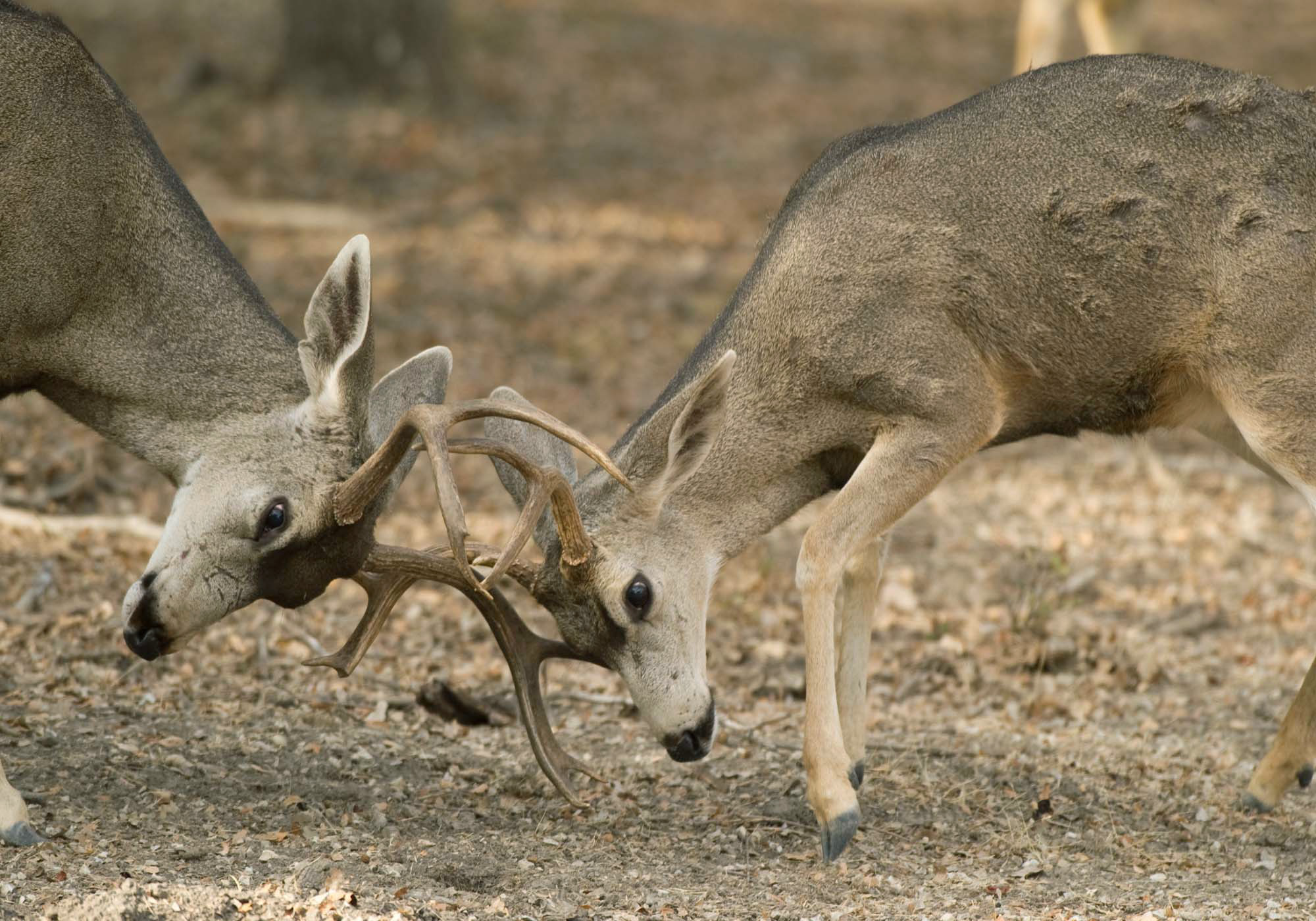 Black-tailed deer bucks in rut fighting