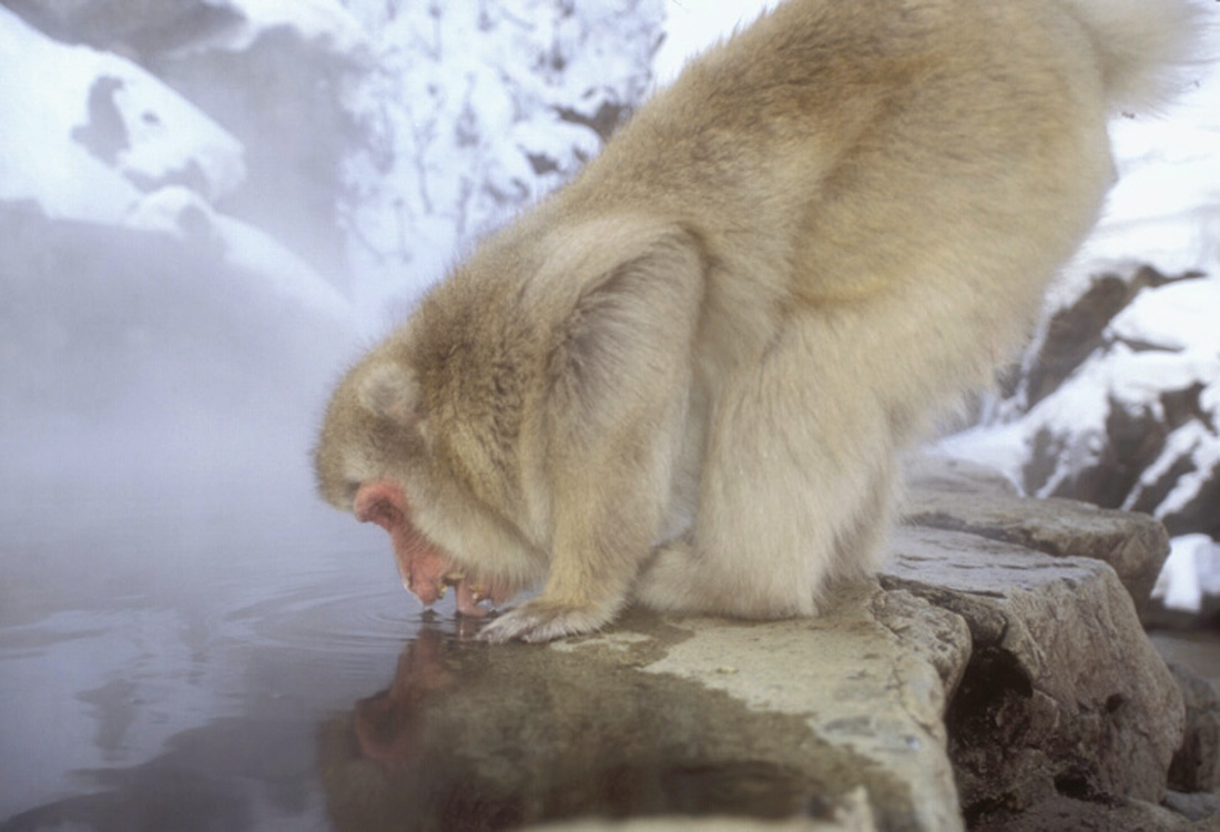 Snow monkey drinking
