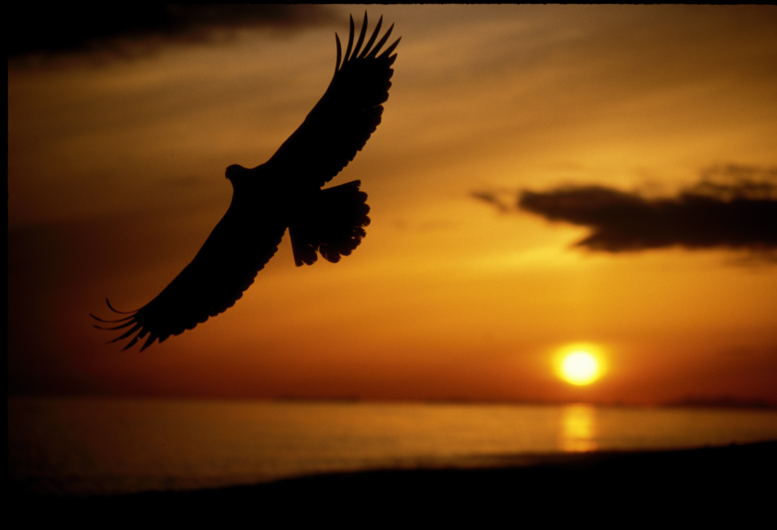 Bald eagle at sunset