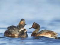 baby, cute, baby bird, grebe, eared grebe, great grebe photo.